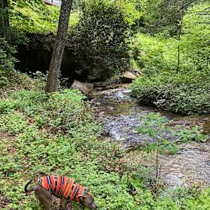 Bougie Backwoods Retreat