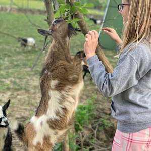Wildcat Creek Farm