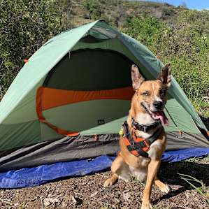 Adventure Pup