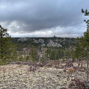 South Crow Cabin