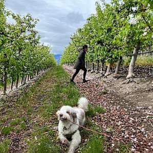 Four Lakes Winery-Vineyard-Orchard