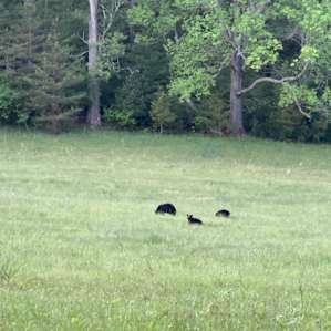 Mama bear and her babies out on the fields