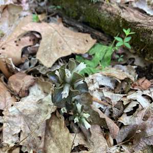 Black Walnut Grove at Happy Hollow