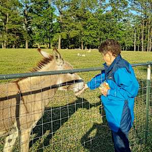 We asked if we could feed the animals carrots