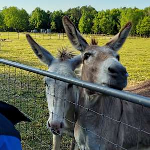 The donkeys