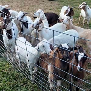 Some of the goats