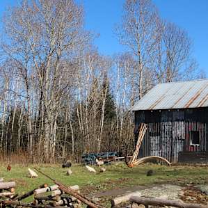 The late afternoon and evening hours make the barn glow