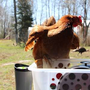 420 Friendly Camping on the Farm