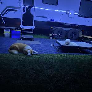 Even the puppies were chilled at Shacks.