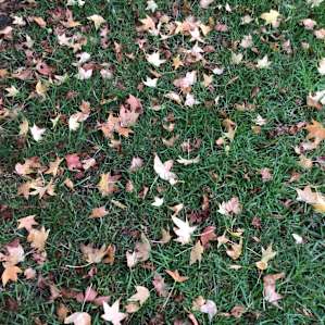 Autumn leaves