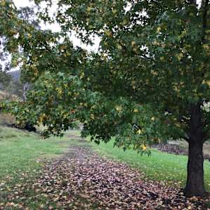 Walking track to�