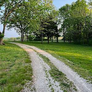 Persimmon Grove