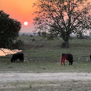 Luxe Safari vibe + river & wildlife