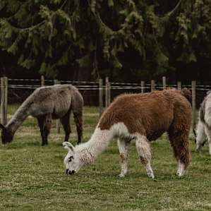 Tent camping in our Llama Pasture!
