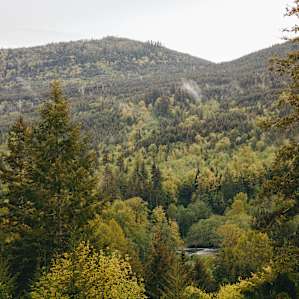 The Dosewallaps River peeking out from within the trees