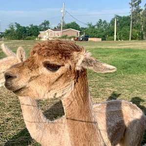 Alpaca camping