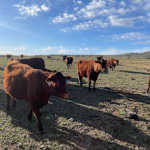 Red Devon Ranch Stackyard Campsite