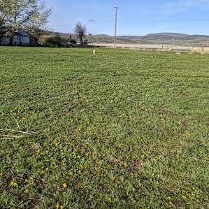 High Desert Pasture
