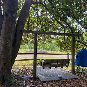 Under the magnolia in the site