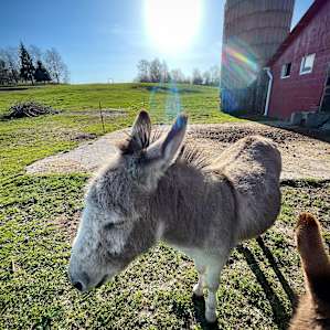 Ollie, the sweet donkey!