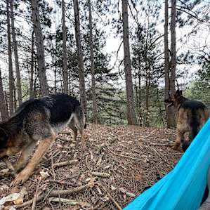 Hammock hangs with pups