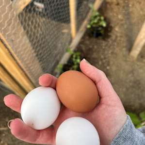 fresh eggs in the morning!