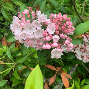 Mountain Laurels everywhere