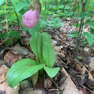 Found this lady slipper off the road!
