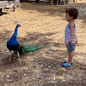 The Hamptons Rescue Farm