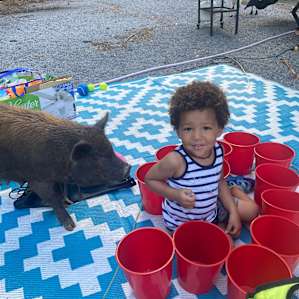The Hamptons Rescue Farm