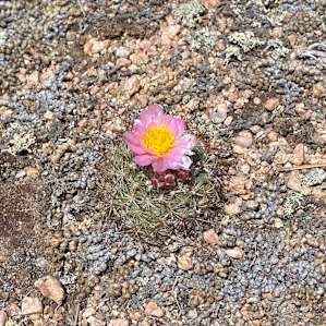 Cactus in bloom!