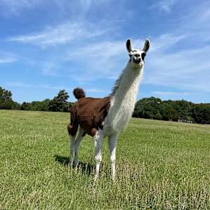 Llamaland Tent Camping