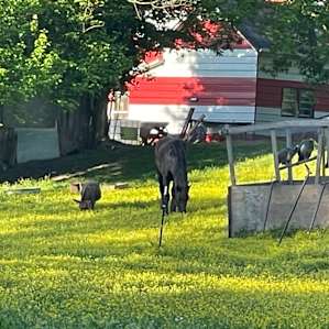 Wildcat Creek Farm