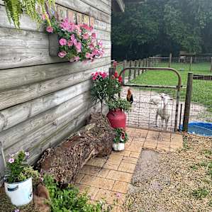 Collins Farm in Micanopy Florida