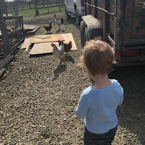 Checking out the chickens
