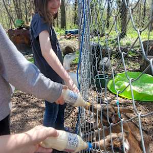 Baby goats we got to feed!
