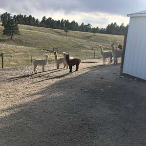 Goats and Alpacas at Falkor Ranch