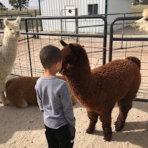 Goats and Alpacas at Falkor Ranch