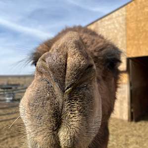 Camels and a Yurt