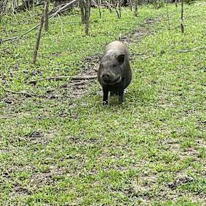 Hummingbird Hollow Farm Sanctuary