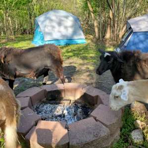 Hummingbird Hollow Farm Sanctuary