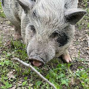 Hummingbird Hollow Farm Sanctuary