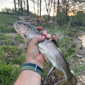 Nice Trout Right by Rapids Site