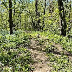 Lots of trails