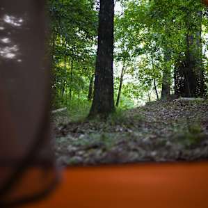 Endless Forest