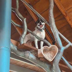 Fisher Cat Creek Forest Retreat