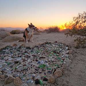 Hilltop Glamping with Joshua Trees