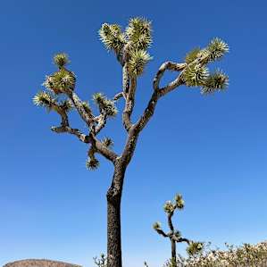 Joshua Tree National Forest