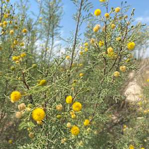 Mesquite blooming after a brief rain.