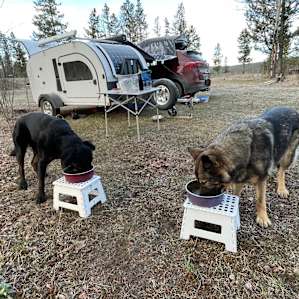 A dog-friendly campsite, so long as your dogs too are friendly and well-managed. Local wildlife must be respected!